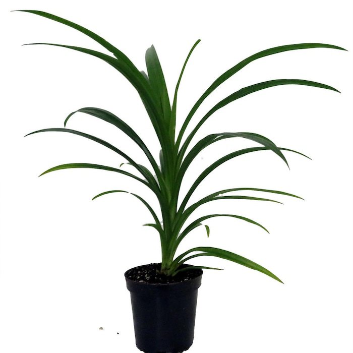 Pandan Spice Plant Amaryllifolius Pandanus Indoors Out Live Plant 4 inch Pot