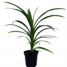Pandan Spice Plant Amaryllifolius Pandanus Indoors Out Live Plant 4 inch Pot