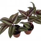 Sterling Silver Tradescantia 2 Plants 2 inch Pots Purple Silver