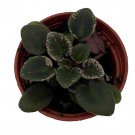 Denver Doll Micro Miniature African Violet 2 inch Pot Violet Collectors Series