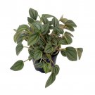 Napoli Nights Peperomia 4 inch Pot