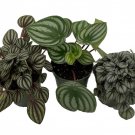 Peperomia Assortment 3 Pack In 4 inch Pots