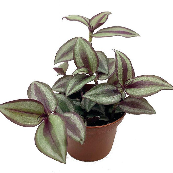 Sterling Silver Tradescantia 2.5 inch Pot Purple Silver