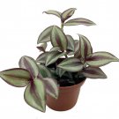 Sterling Silver Tradescantia 2.5 inch Pot Purple Silver