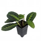 Golden Lemon Prayer Plant Maranta 4 inch Pot Collectors Series