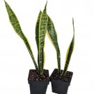 Laurentii Snake Plant Mother In Laws Tongue Sanseveria 2 Plants 3 inch Pots