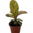 Rare Elastica Shivereana Ficus Moonshine Rubber Tree 2.5 inch Pot