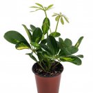 Gold Green Hawaiian Schefflera Plant 3.5 inch Pot Great Indoors