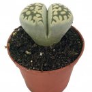 Living Stone Plant Lithops 2 inch Pot Strange Plant Collectors Series