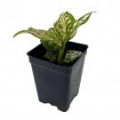 Wishes Chinese Evergreen Plant Aglaonema Low Light 2.5 inch Pot