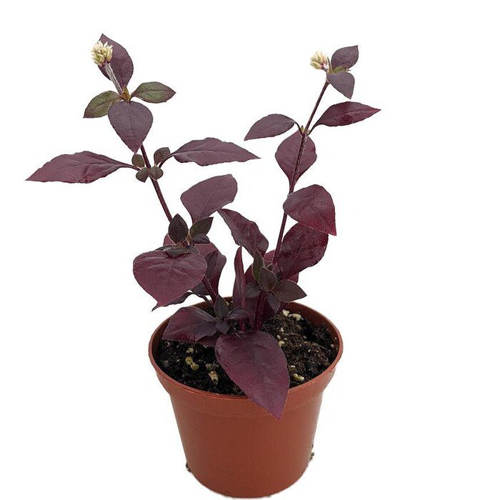 Biblical Purple Prince St Josephs Coat Plant Alternanthera 2.5 inch Pot