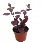 Biblical Purple Prince St Josephs Coat Plant Alternanthera 2.5 inch Pot