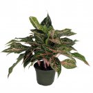 Sparkling Sarah Chinese Evergreen Plant Aglaonema Grows In Dim Light 6 inch Pot