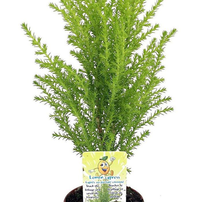 Lemon Scented Cypress Indoors Out Fairy Garden 2.5 inch Pot