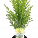 Lemon Scented Cypress Indoors Out Fairy Garden 2.5 inch Pot