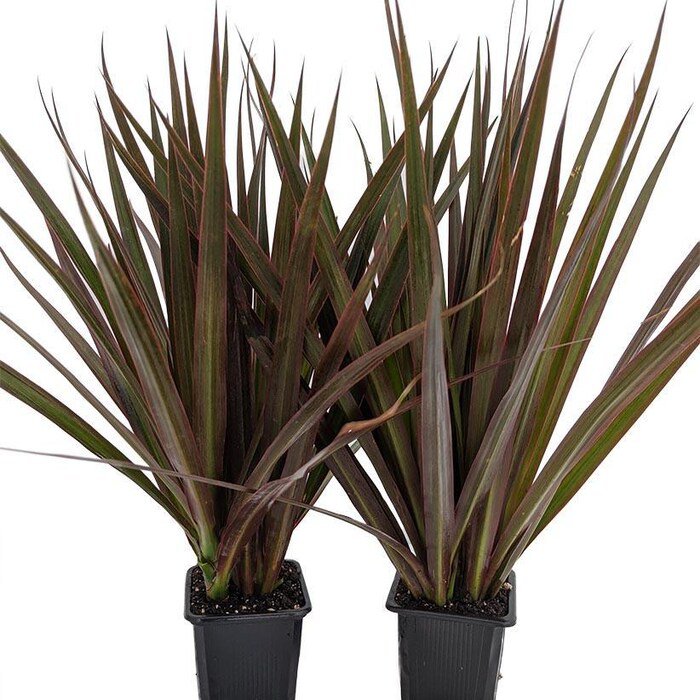 Magenta Madagascar Dragon Tree Dracaena Marginata 2 Plants 3 inch Pots