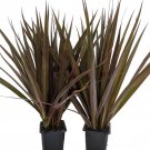 Magenta Madagascar Dragon Tree Dracaena Marginata 2 Plants 3 inch Pots