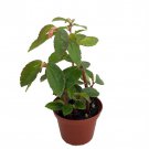 Fuchsia Flower Begonia Plant 2.5 inch Pot Begonia Foliosa Miniata Redish Pink