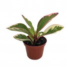 Rainbow Ginny Peperomia 2.5 inch Pot Semi Succulent