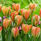 Orange Marmalade Viridiflora Tulip 8 Bulbs 12 Cm Bulb