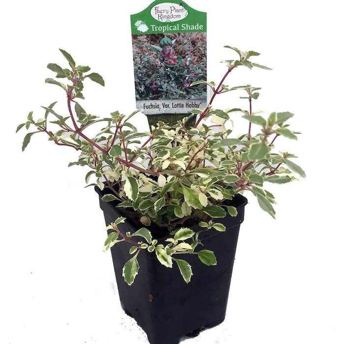 Variegated Lottie Hobby Fuchsia Indoors Out Fairy Garden Shade 2.5 inch Pot