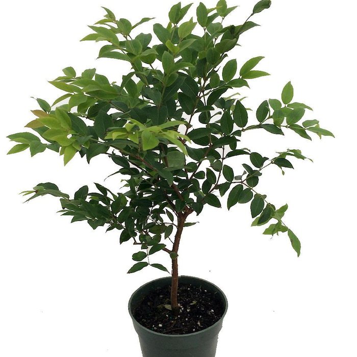 Jabuticaba Tree 4 inch Pot House Plant Outdoors Or Bonsai