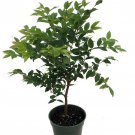 Jabuticaba Tree 4 inch Pot House Plant Outdoors Or Bonsai