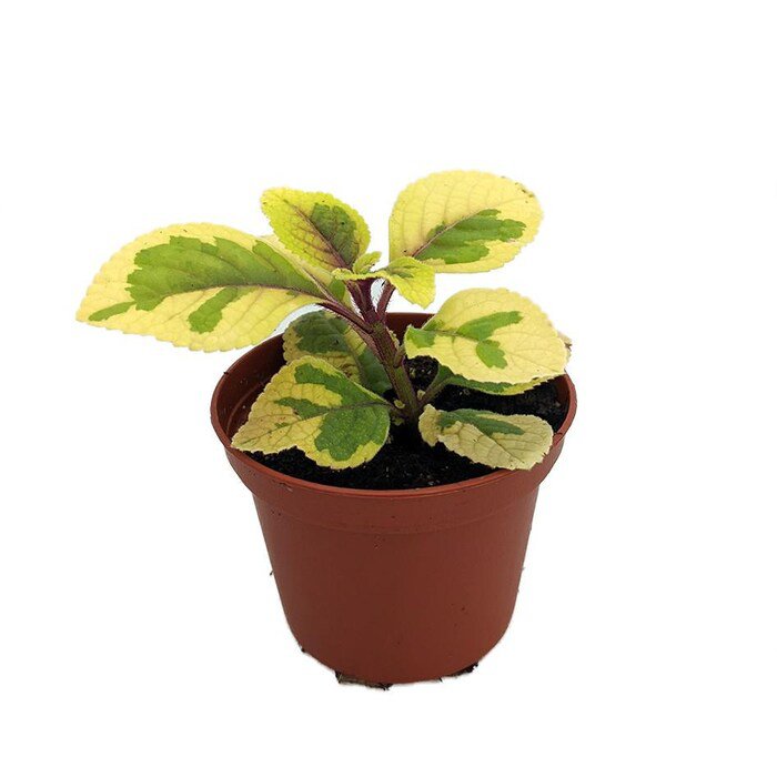 Lemon Lime Swedish Ivy Plant Plectranthus Ciliatus 2.5 inch Pot