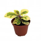 Lemon Lime Swedish Ivy Plant Plectranthus Ciliatus 2.5 inch Pot