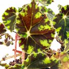 Bowers Black Begonia Plant 2.5 inch Pot Terrarium Fairy Garden House Plant