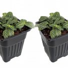 Silver Nerve Plant Fittonia Verschaffeltii 3 inch Pots 2 Pack