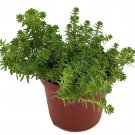 Goldmoss Sedum Stonecrop Succulent Sedum Sexangulare 2.5 inch Pot