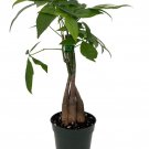 Twisted Money Tree Pachira 4 inch Pot Easy House Plant Trending