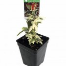 Mini Easter English Ivy 2.5 inch Pot Terrarium Fairy Garden House Plant