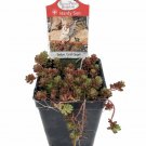 Coral Carpet Sedum Stonecrop Loves The Sun 2.5 inch Pot Outdoor Fairy Garden