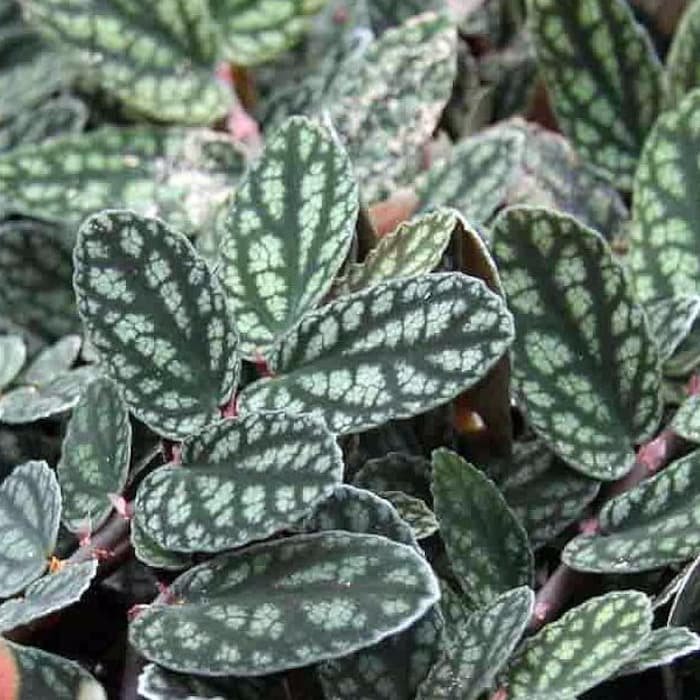 Polynesian Ivy Vine Pellionia Pulchra 2.5 inch Pot Terrarium House Plant