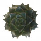 Purple Desert Rose Echeveria Purpureum Succulent 2.5 inch Pot