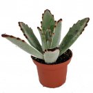 Panda Plant Kalanchoe Tomentosa Easy Succulent 2.5 inch Pot