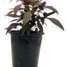 Blackie Sweet Potato Vine Ipomoea 6 inch Pot Ornamental