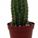 Golden Torch Cactus Vatricania Guentheri 2 inch Pot