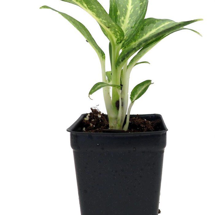 White Rain Chinese Evergreen Plant Aglaonema Low Light 2.5 inch Pot