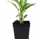 White Rain Chinese Evergreen Plant Aglaonema Low Light 2.5 inch Pot