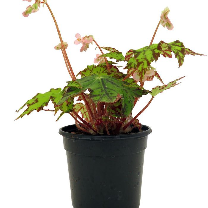 Geometry Begonia Plant 4 inch Pot Great Houseplant