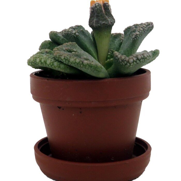 Dinosaur Foot Living Stone Plant Titanopsis 1 inch Pot Collectors Series