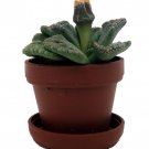 Dinosaur Foot Living Stone Plant Titanopsis 1 inch Pot Collectors Series