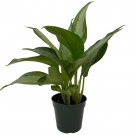 Silver Bay Chinese Evergreen Plant Aglaonema Low Light 4 inch Pot