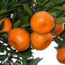 Ponkan Mandarin Tangerine Tree No Ship Tx Fl Az Ca La Hi 4 inch X12 inch Pot