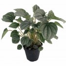 Frost Peperomia 4 inch Pot Trending