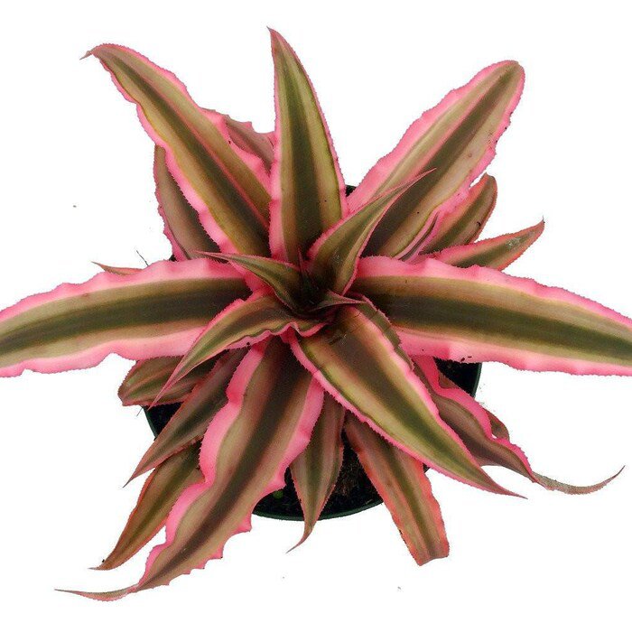 Pink Earth Star Plant Cryptanthus 4 inch Pot