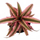 Pink Earth Star Plant Cryptanthus 4 inch Pot